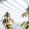 Indoor cannabis plants with yellowing leaves under bright lights.