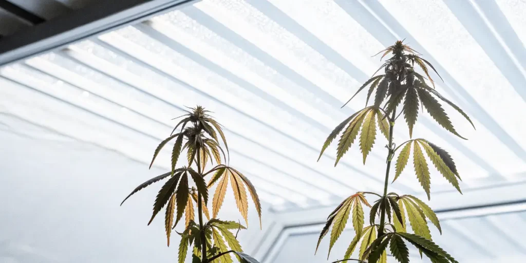 Indoor cannabis plants with yellowing leaves under bright lights.