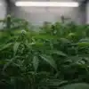Indoor-cannabis-veg-stage-low-light-growth with early leaves forming canopy.