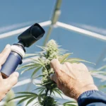 inspecting cannabis bud with digital refractometer in greenhouse