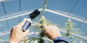 inspecting cannabis bud with digital refractometer in greenhouse