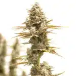 kosher kush x tangie regular cannabis bud with citrus-forward terpenes and dense structure