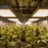Led-lit-indoor-cannabis-field-flowering-stage with rows of mature plants.