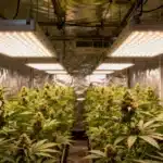 Led-lit-indoor-cannabis-field-flowering-stage with rows of mature plants.