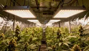 Led-lit-indoor-cannabis-field-flowering-stage with rows of mature plants.