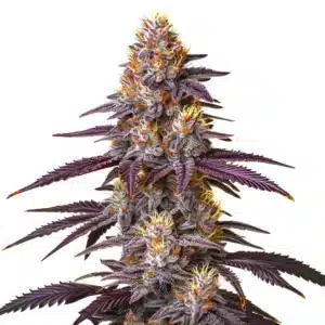 lemon cherry pie striking purple cannabis bud coated in frosty trichomes