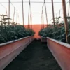 Cannabis plants growing in raised garden beds inside a greenhouse with wooden supports at sunset.
