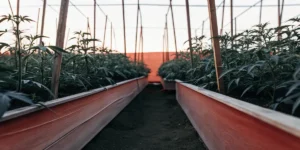 Cannabis plants growing in raised garden beds inside a greenhouse with wooden supports at sunset.