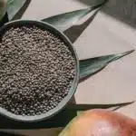Top view of mango-flavor cannabis seeds with fresh mango slices and leaves.