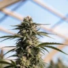mature cannabis plant with dense buds inside greenhouse