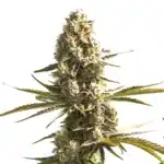 OG Kush x Hash Plant cannabis flower displaying frosty trichomes and bright pistils.