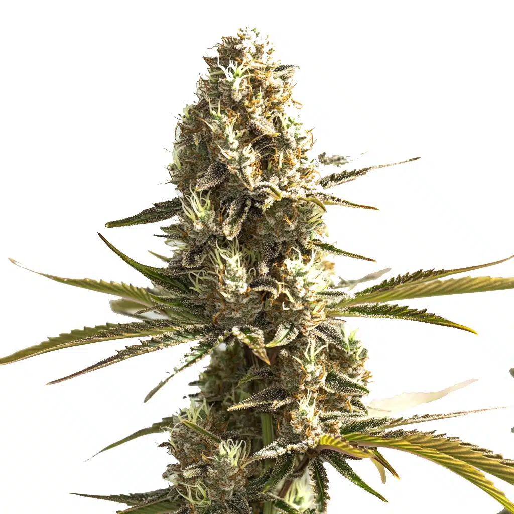 OG Kush x Hash Plant cannabis strain by Blim Burn Seeds