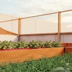 Organic raised beds filled with green leafy plants and rich soil under sunlight.