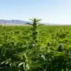 Outdoor-cannabis-field-mountain-landscape-flowering with dense plants and mountain backdrop.