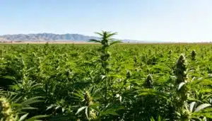 Outdoor-cannabis-field-mountain-landscape-flowering with dense plants and mountain backdrop.
