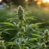 Outdoor-cannabis-flowering-plant-sunset showing dense buds and vibrant green leaves at golden hour.