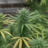 Outdoor cannabis flowering plants with mature buds and yellow-green leaves approaching harvest