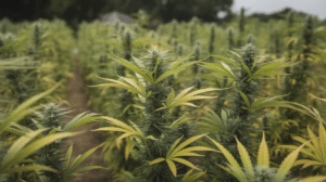 Outdoor cannabis plants flowering with yellowing leaves during late growth stage