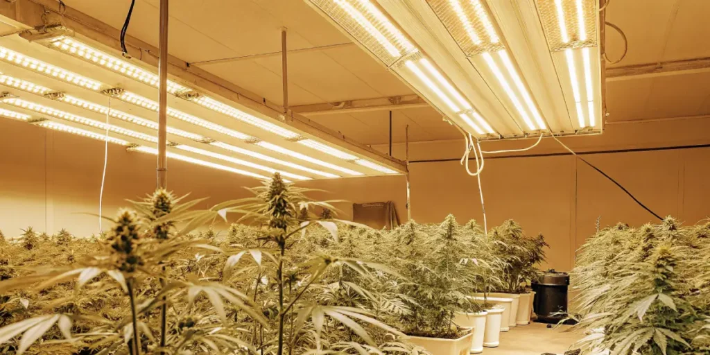 professional cannabis grow room with yellow LED lighting and potted plants