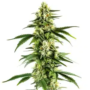 pumpkin spice vibrant green cannabis cola with frosty trichomes and bright pistils