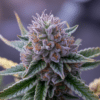 Purple cannabis bud close-up with frosty trichomes and orange pistils against dark background