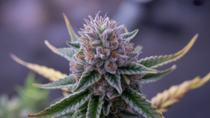 Purple cannabis bud close-up with frosty trichomes and orange pistils against dark background