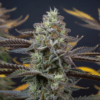 Purple cannabis bud flowering stage close-up with dense structure, frosty trichomes, and vibrant pistils