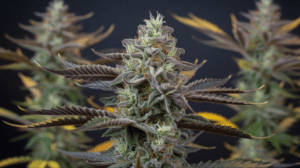 Purple cannabis bud flowering stage close-up with dense structure, frosty trichomes, and vibrant pistils