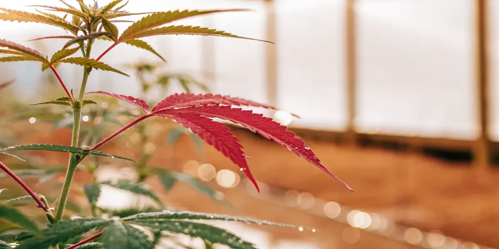 Red cannabis leaf in a greenhouse showing colorful genetic variation.