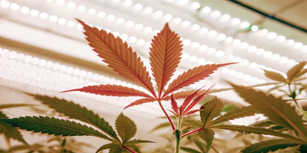 Red cannabis leaf under LED grow lights showing pigmentation variation.