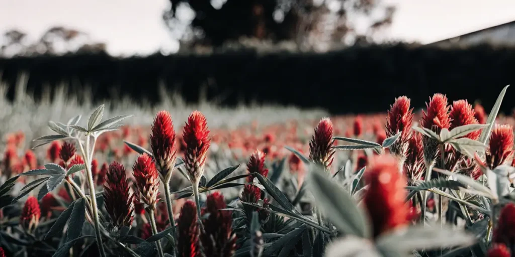 Red clover flowers blooming in a green field during springtime on a sustainable farm.