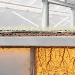 Transparent soil section showing detailed root system inside a greenhouse.