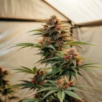 Runtz cannabis plant in indoor grow tent with red-tinted buds and green leaves.