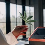scientist analyzing cannabis leaf beside digital lab testing device