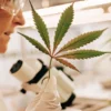 scientist analyzing a cannabis leaf in a laboratory with microscope and plants