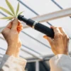 scientist examining a cannabis leaf with a handheld microscope under natural light
