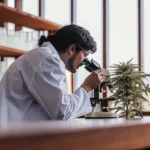 scientist examining cannabis plant sample under microscope in laboratory