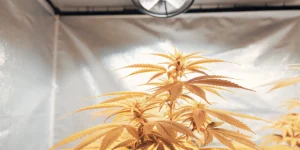 cannabis plant growing under bright LED light in small indoor setup