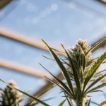 Sticky resin autoflower growing in greenhouse under bright sunlight.