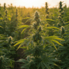 Sunlit-cannabis-field-flowering-plants-closeup with glowing buds at sunset.
