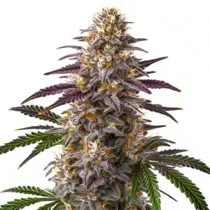 Sweet Cherry Kush cannabis bud with sparkling trichomes and a bright mix of orange and cream pistils.