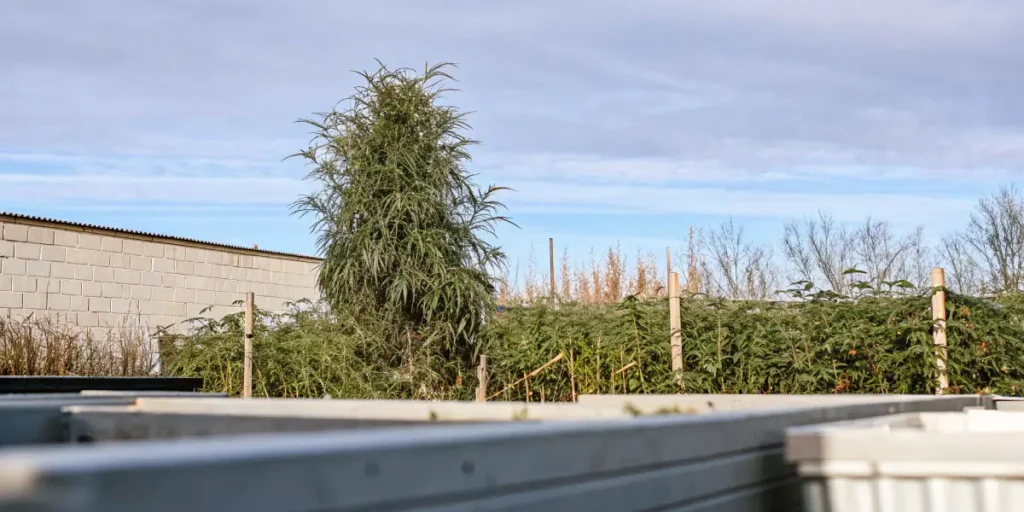 Tall cannabis plant growing outdoors in a greenhouse surrounded by other vegetation.