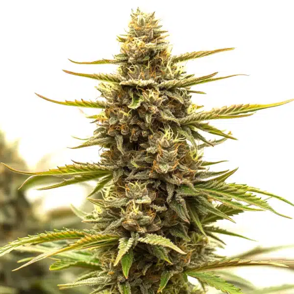 Tangerine Dream cannabis flower featuring bright green leaves and dense frosty trichomes.