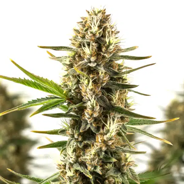 Thai Dream cannabis cola with airy sativa structure and resin-coated buds.