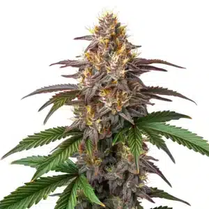 Watermelon Gelato cannabis bud with vivid purple tones, orange pistils, and heavy trichome coverage.