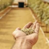 XXL yield autoflower cannabis seeds in a farmer’s hand inside a greenhouse.