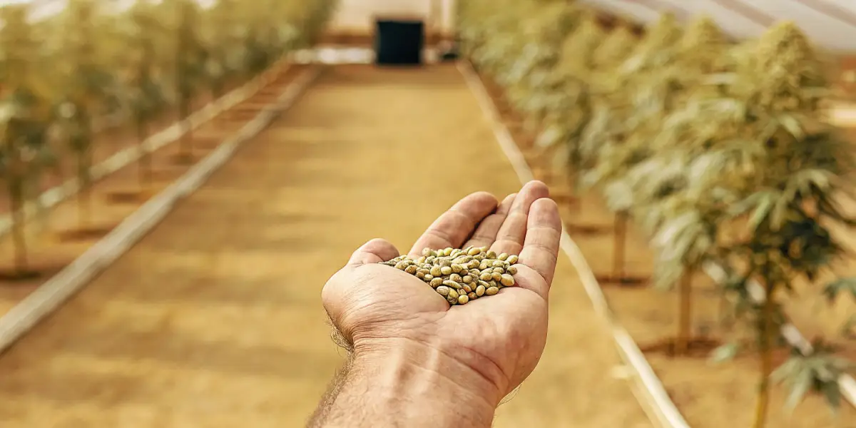 Best XXL-Yield Autoflower Seeds to Buy Now