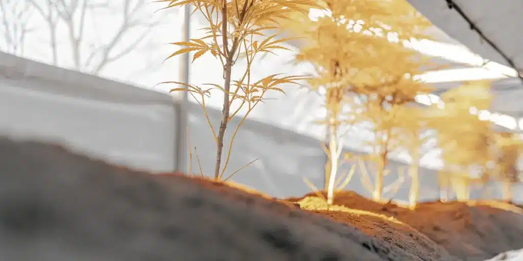 Young cannabis plants growing in soil beds under bright greenhouse light.