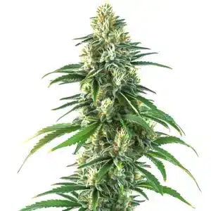 zaza tall cannabis cola covered in shimmering trichomes and vivid green leaves