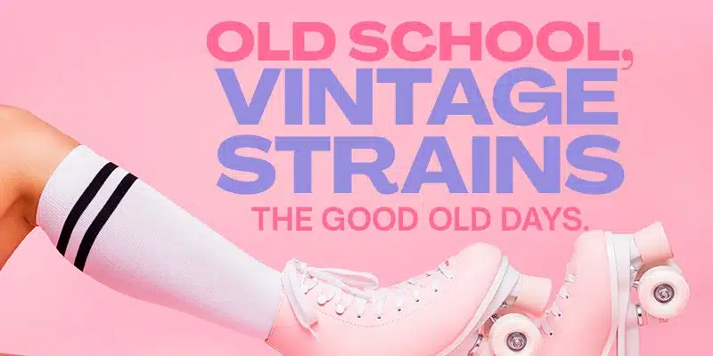 Blimburn Seeds Promo